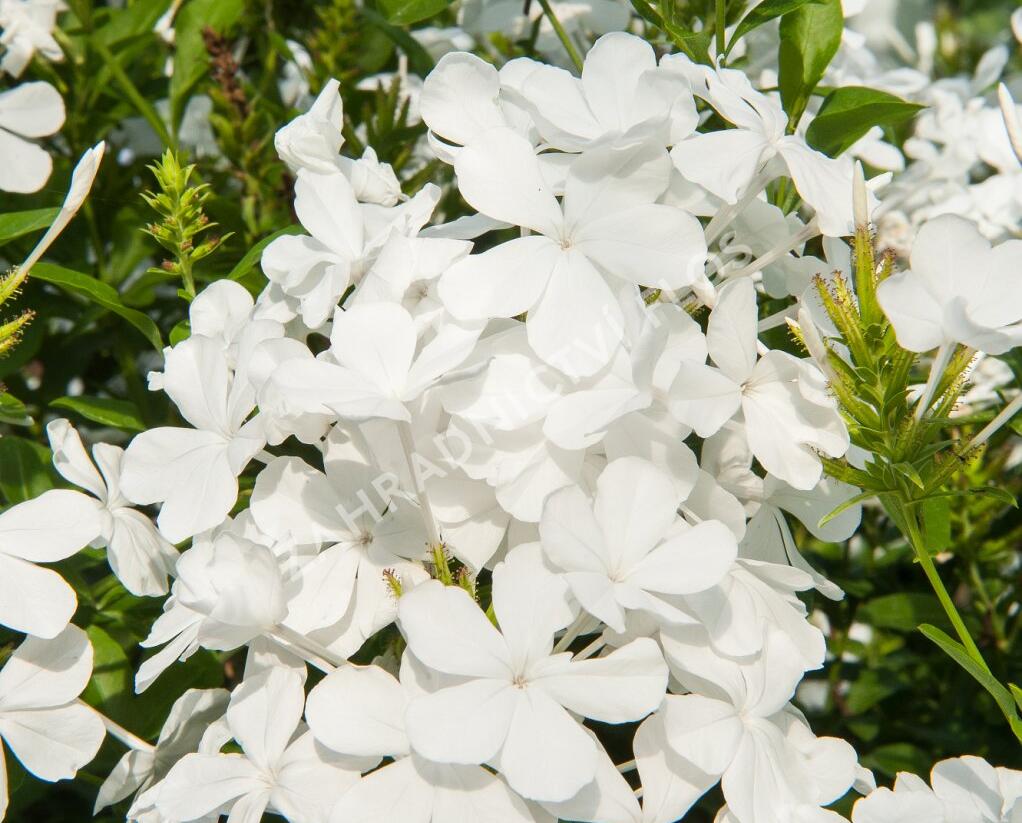 Olověnec ouškatý 'White' - Plumbago auriculata 'White'