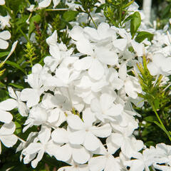 Olověnec ouškatý 'White' - Plumbago auriculata 'White'