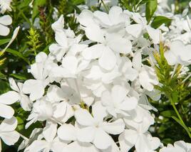 Olověnec ouškatý 'White'