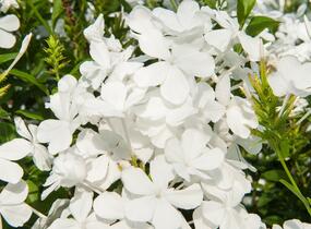 Olověnec ouškatý 'White' - Plumbago auriculata 'White'