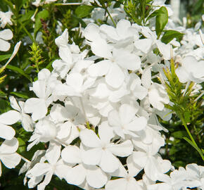Olověnec ouškatý 'White' - Plumbago auriculata 'White'