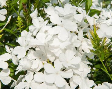 Olověnec ouškatý 'White'