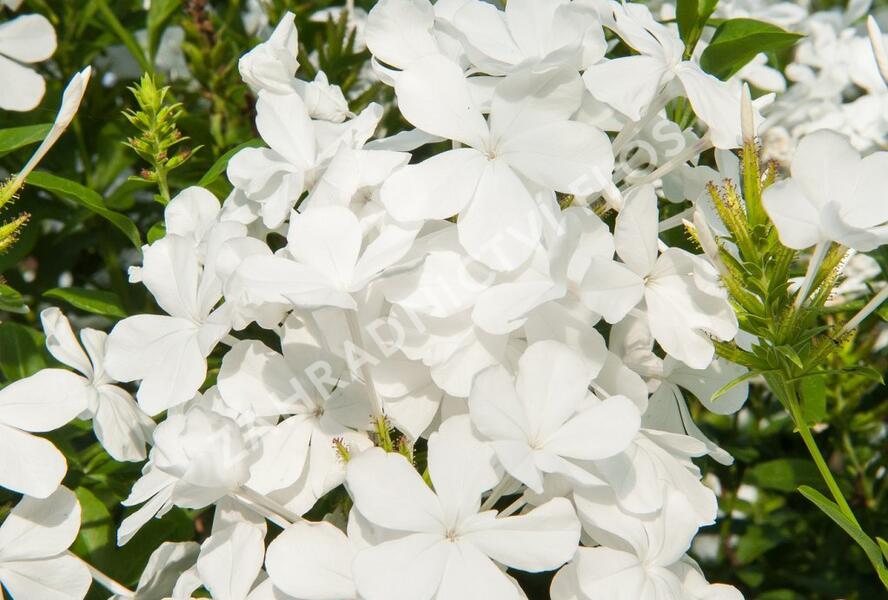 Olověnec ouškatý 'White' - Plumbago auriculata 'White'