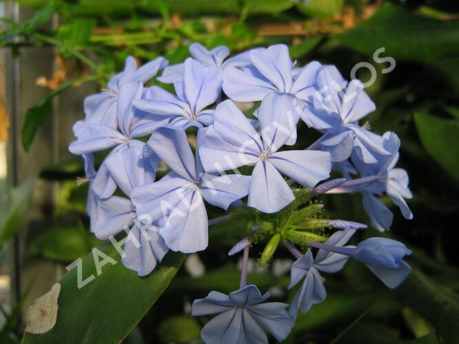 Olověnec ouškatý 'Blue' - Plumbago auriculata 'Blue'