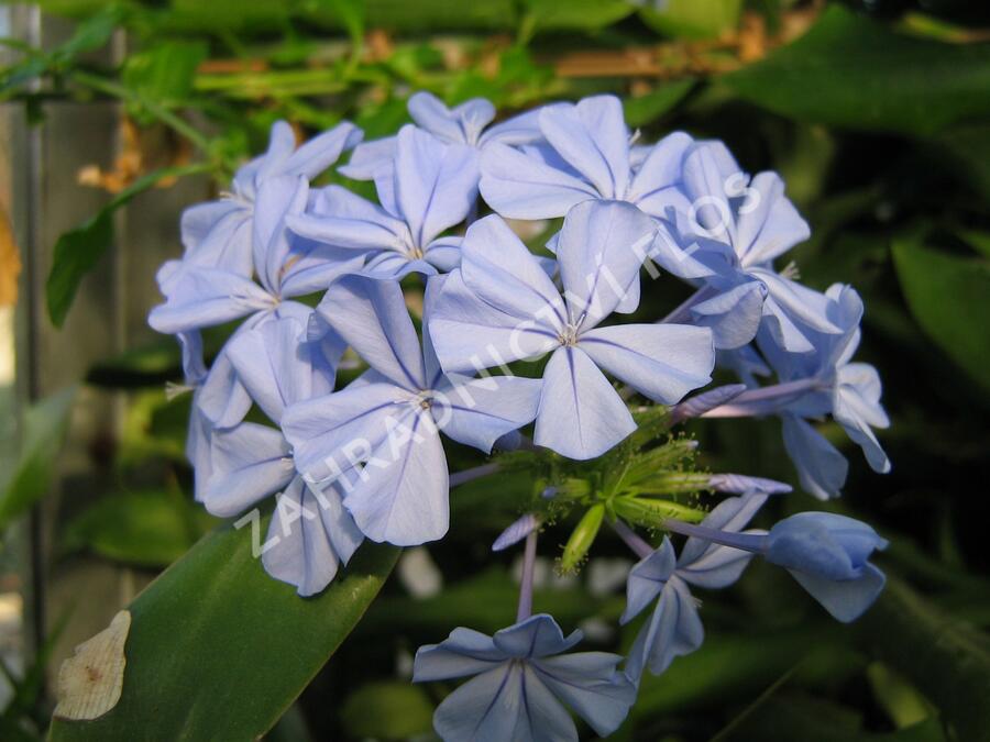 Olověnec ouškatý 'Blue' - Plumbago auriculata 'Blue'