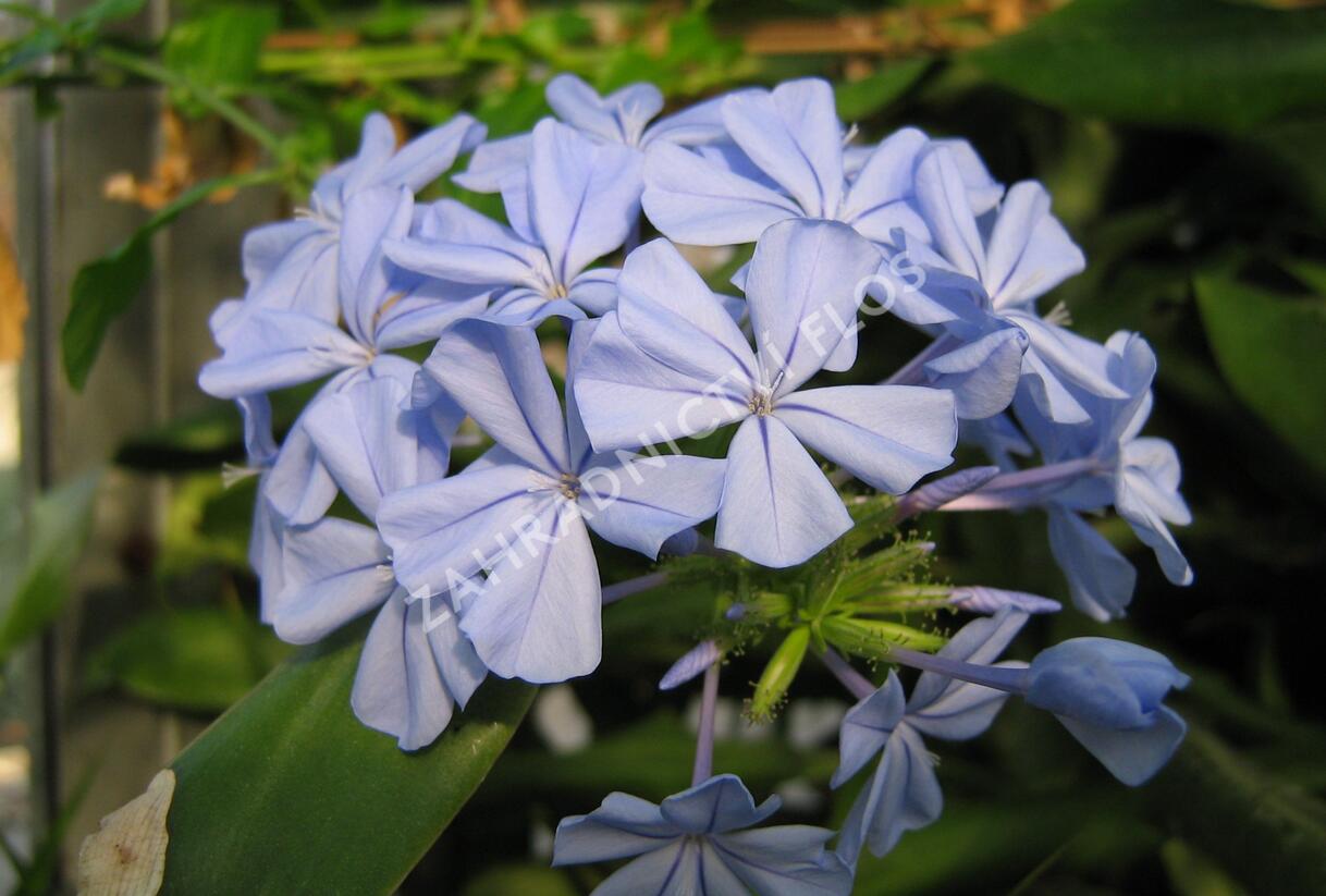 Olověnec ouškatý 'Blue' - Plumbago auriculata 'Blue'