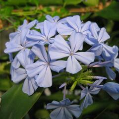 Olověnec ouškatý 'Blue' - Plumbago auriculata 'Blue'
