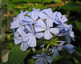 Olověnec ouškatý 'Blue'