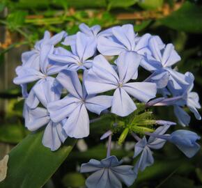 Olověnec ouškatý 'Blue' - Plumbago auriculata 'Blue'