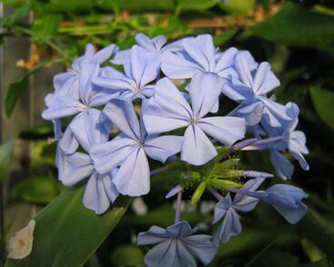 Olověnec ouškatý 'Blue'