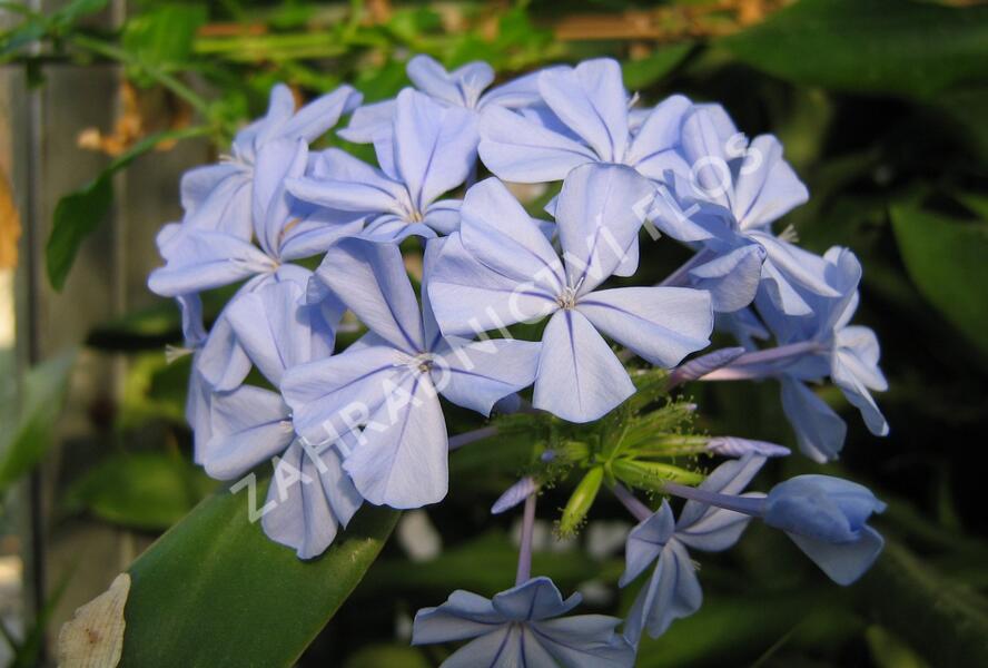 Olověnec ouškatý 'Blue' - Plumbago auriculata 'Blue'