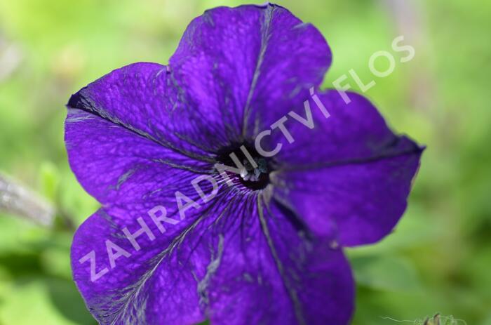 Petúnie 'Blue' - Petunia hybrida Surfinia 'Blue'