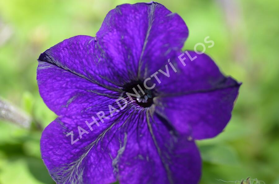 Petúnie 'Blue' - Petunia hybrida Surfinia 'Blue'