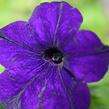 Petúnie 'Blue' - Petunia hybrida Surfinia 'Blue'