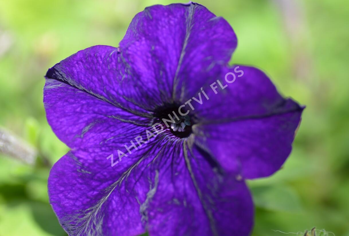 Petúnie, surfínie 'Blue' - Petunia hybrida Surfinia 'Blue'
