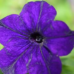 Petúnie 'Blue' - Petunia hybrida Surfinia 'Blue'