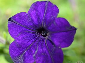 Petúnie, surfínie 'Blue' - Petunia hybrida Surfinia 'Blue'