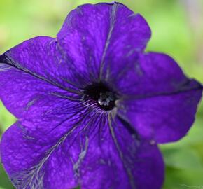 Petúnie 'Blue' - Petunia hybrida Surfinia 'Blue'