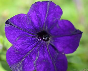 Petúnie, surfínie 'Blue'