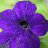 petunie-blue.jpg