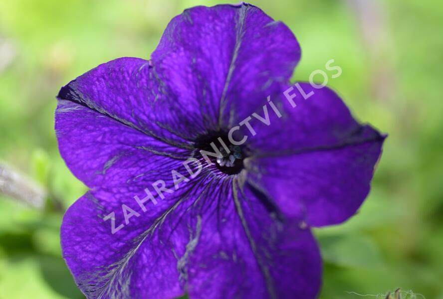 Petúnie, surfínie 'Blue' - Petunia hybrida Surfinia 'Blue'