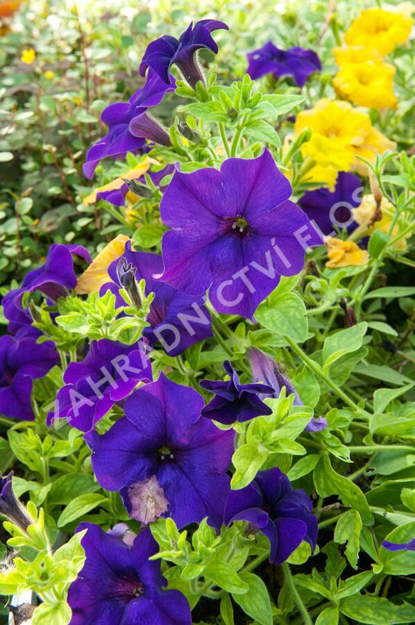 Petúnie 'Blue' - Petunia hybrida Surfinia 'Blue'