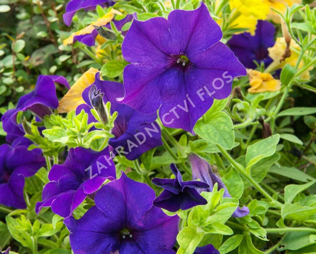 Petúnie, surfínie 'Blue' - Petunia hybrida Surfinia 'Blue'