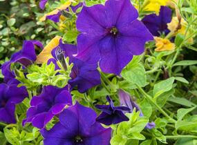 Petúnie, surfínie 'Blue' - Petunia hybrida Surfinia 'Blue'