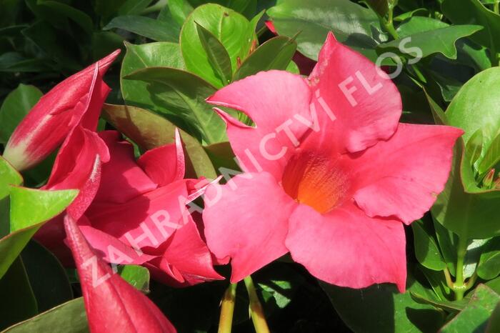 Diplandénie 'Rio Hot Pink' - Mandevilla sanderi 'Rio Hot Pink'