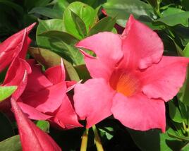 Diplandénie 'Rio Hot Pink'
