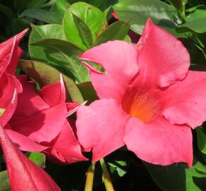 Diplandénie 'Rio Hot Pink' - Mandevilla sanderi 'Rio Hot Pink'