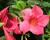 Diplandénie 'Rio Hot Pink'