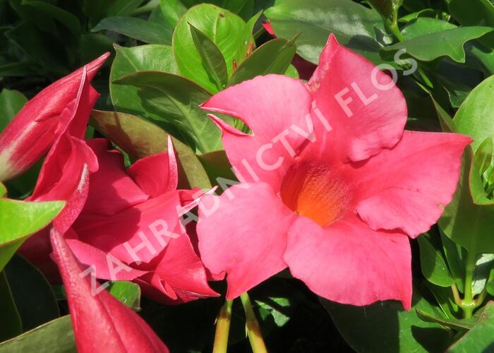 Diplandénie 'Rio Hot Pink' - Mandevilla sanderi 'Rio Hot Pink'