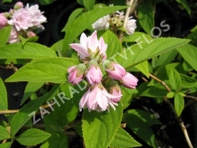 Trojpuk 'Pink Pom-Pom' - Deutzia 'Pink Pom-Pom'