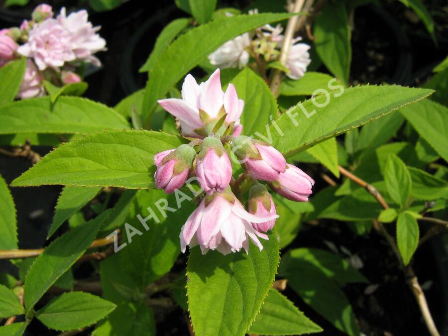 Trojpuk 'Pink Pom-Pom' - Deutzia 'Pink Pom-Pom'