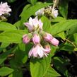 Trojpuk 'Pink Pom-Pom' - Deutzia 'Pink Pom-Pom'