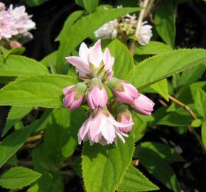 Trojpuk 'Pink Pom-Pom' - Deutzia 'Pink Pom-Pom'