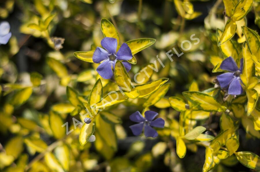 Barvínek menší 'Illumination' - Vinca minor 'Illumination'