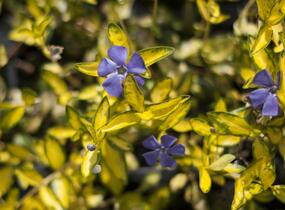 Barvínek menší 'Illumination' - Vinca minor 'Illumination'