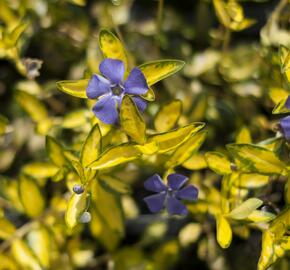 Barvínek menší 'Illumination' - Vinca minor 'Illumination'