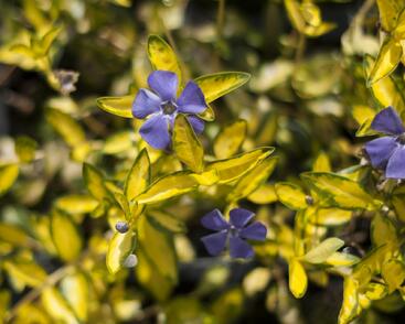 Barvínek menší 'Illumination'