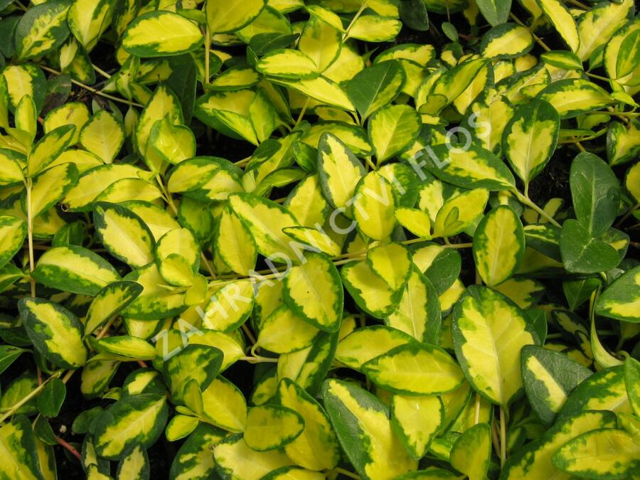 Barvínek menší 'Illumination' - Vinca minor 'Illumination'