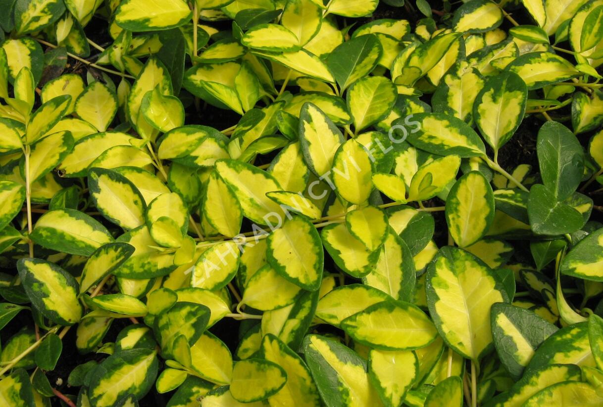 Barvínek menší 'Illumination' - Vinca minor 'Illumination'