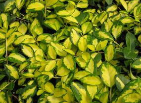 Barvínek menší 'Illumination' - Vinca minor 'Illumination'