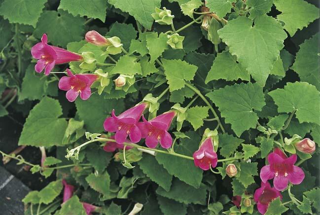 Lofos 'Wine Red' - Lophospermum erubescens 'Wine Red'