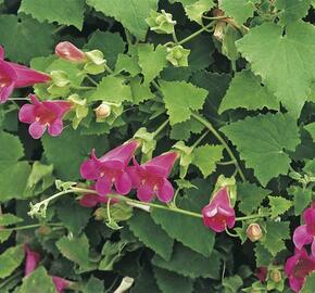 Lofos 'Wine Red' - Lophospermum erubescens 'Wine Red'