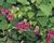 Lofos 'Wine Red'