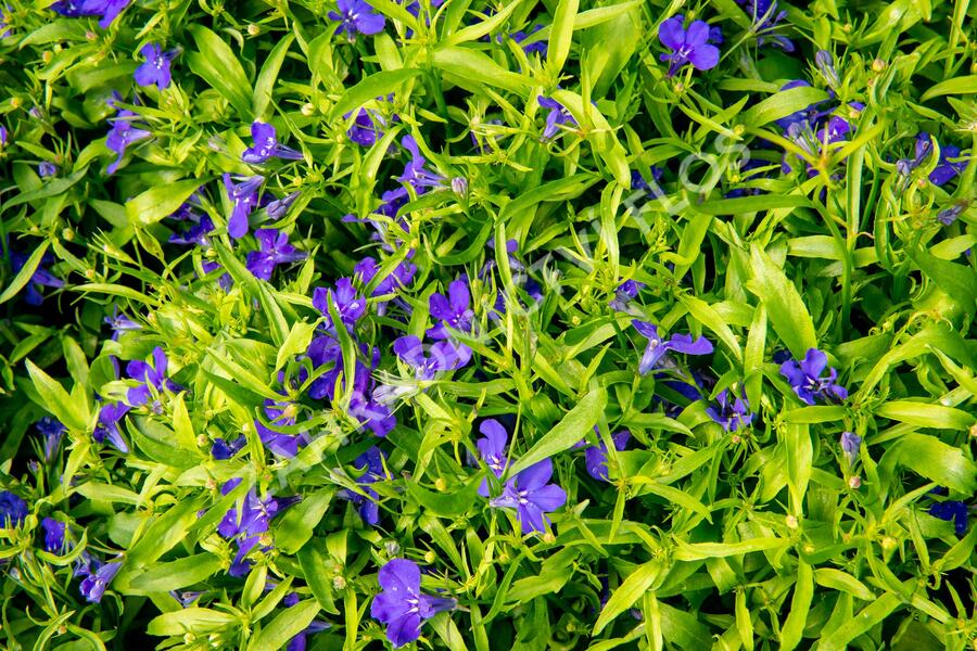 Lobelka 'Dark Blue' - Lobelia erinus 'Dark Blue'