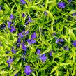 Lobelka 'Dark Blue' - Lobelia erinus 'Dark Blue'