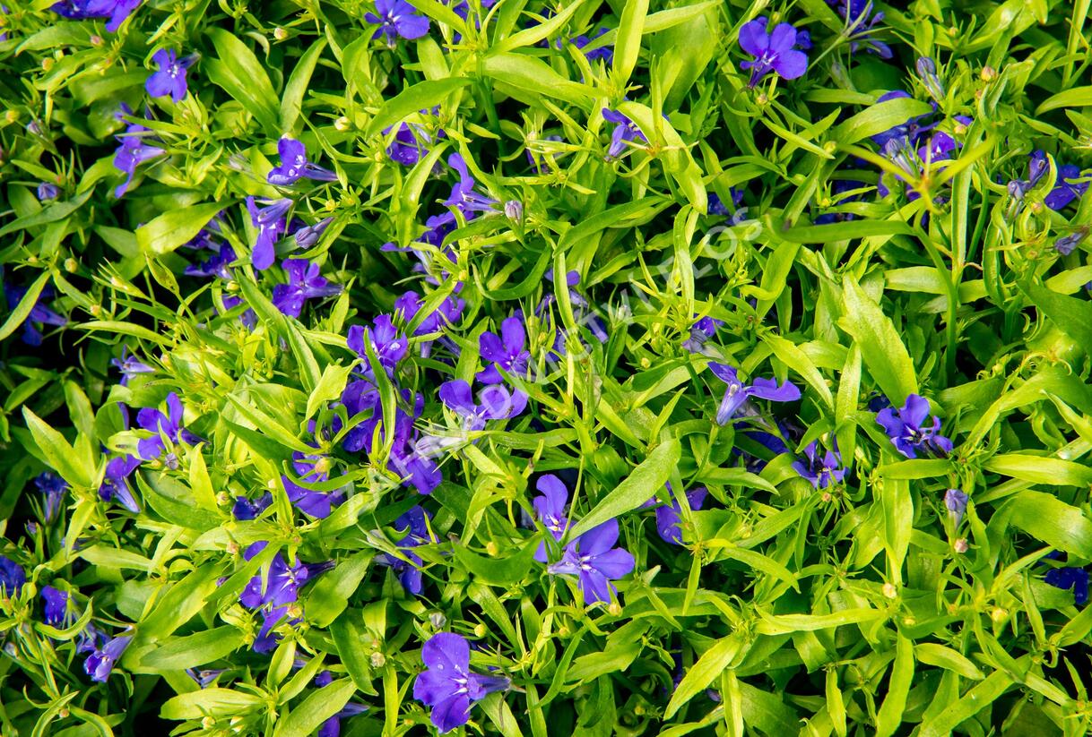 Lobelka 'Dark Blue' - Lobelia erinus 'Dark Blue'